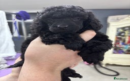 Miniature Poodle dogs for sale: Miniature poodle puppy’s  - Advert 2