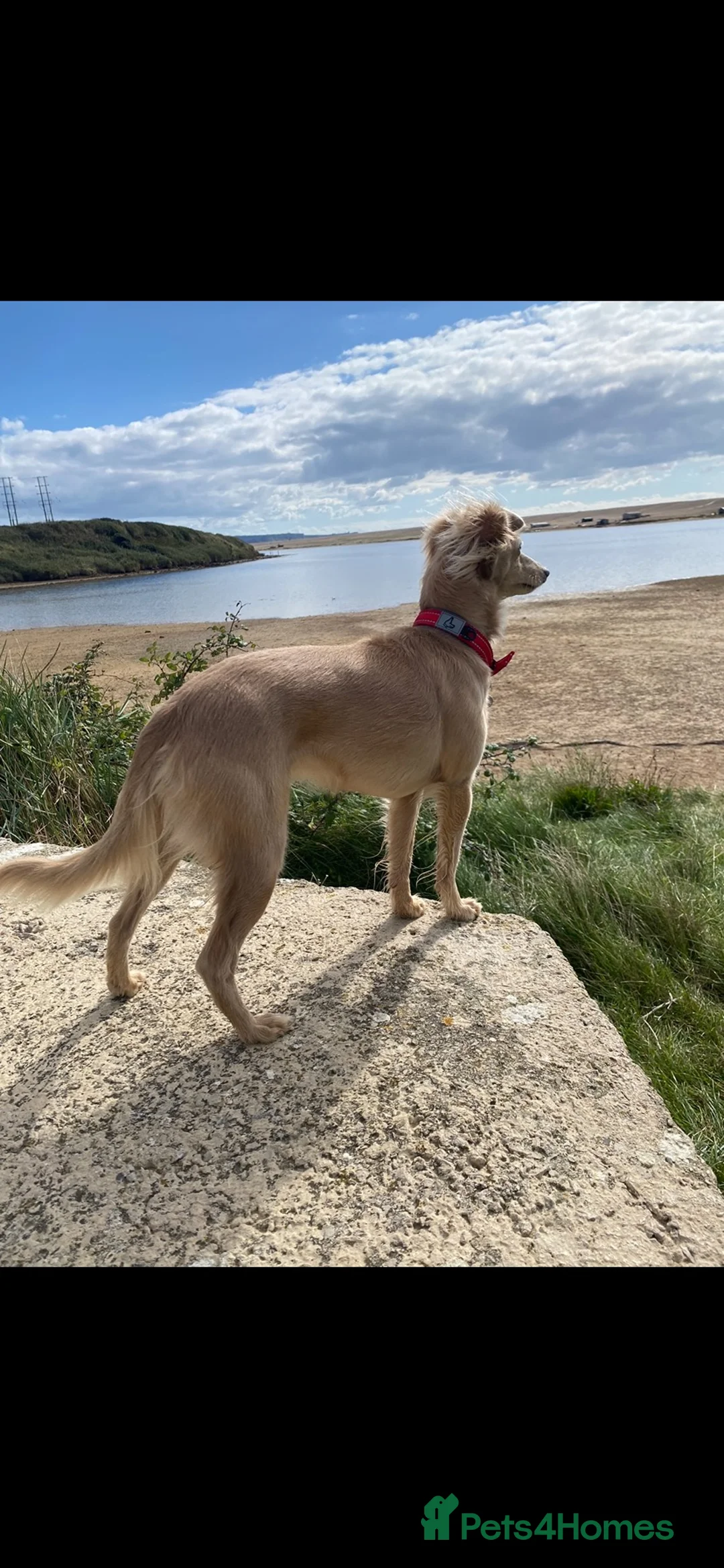Italian Greyhound dogs for sale: Roxy  in Weymouth - Advert 2