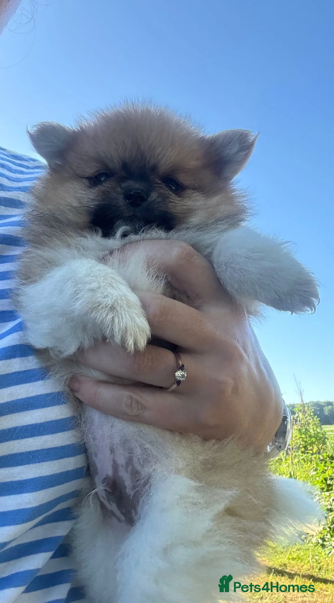 Pomeranian dogs for sale: “Chase” a very special Pom Puppy  - Advert 2