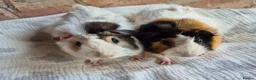 Guinea Pig rodents for sale: Young Funky Guinea Pigs - Advert 2