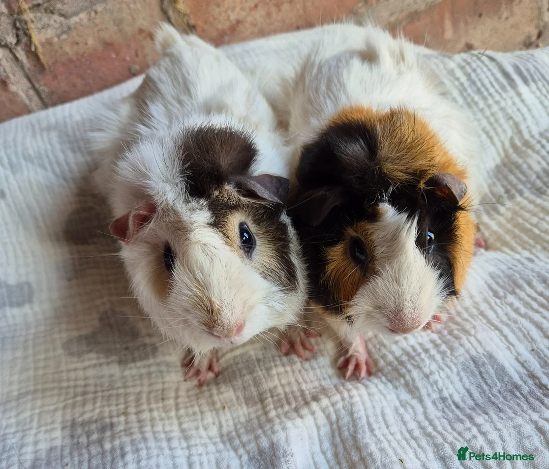 Guinea Pig rodents for sale: Young Funky Guinea Pigs - Advert 2