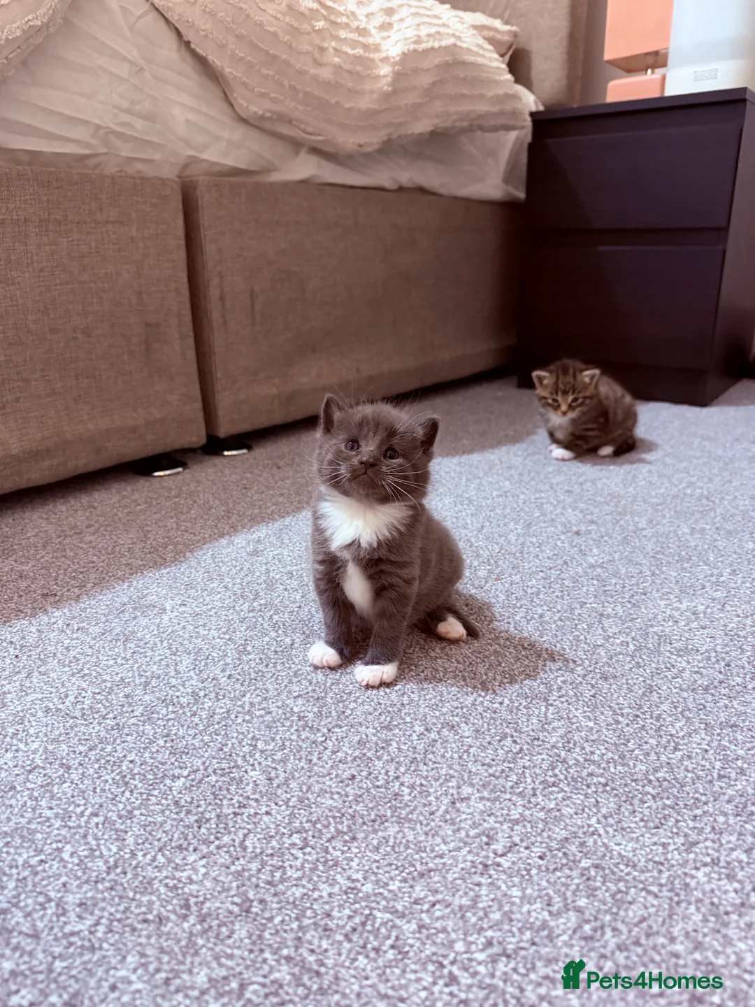 Mixed Breed cats for sale: No names yet - Advert 17