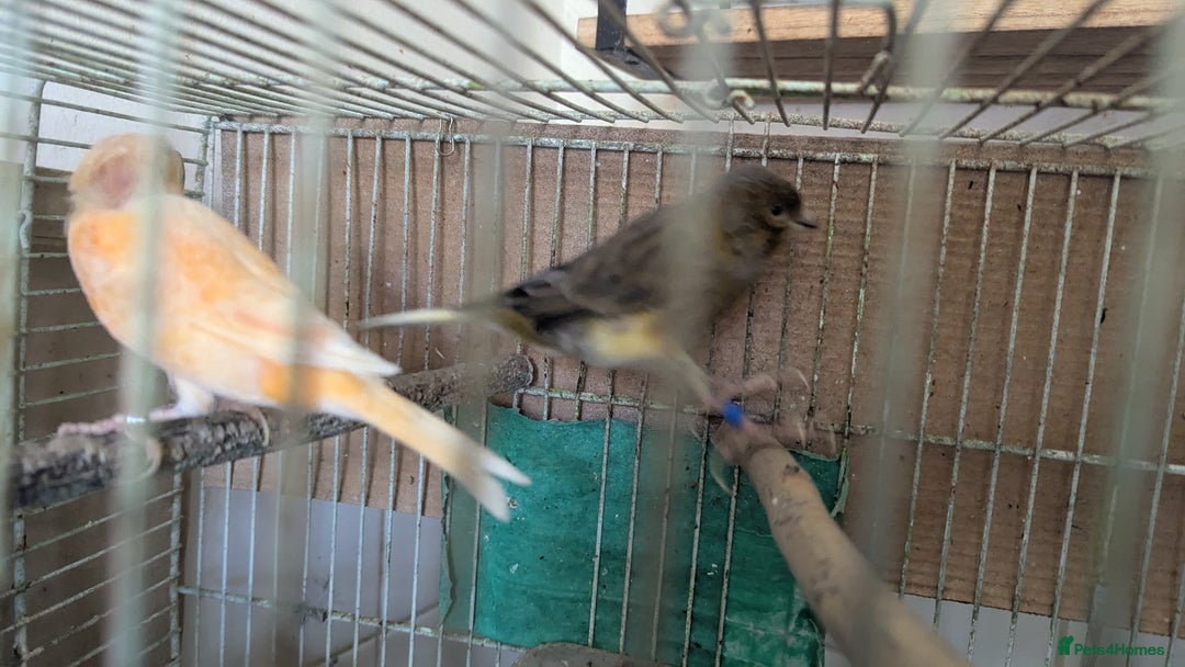 Canaries birds for sale: Urgent home needed canaries  - Image 1