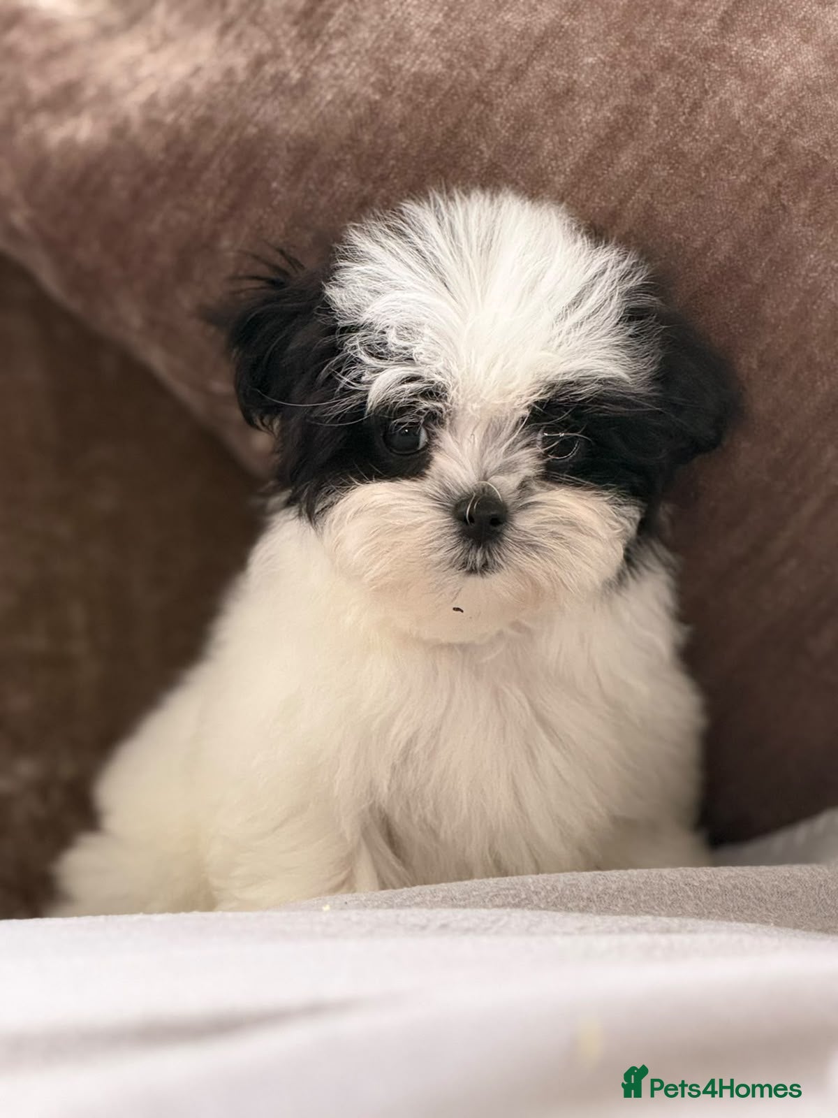 Maltipoo dogs Reduced and Ready 🐾 Tiny Korean Maltipoos 🐩 - Advert 1