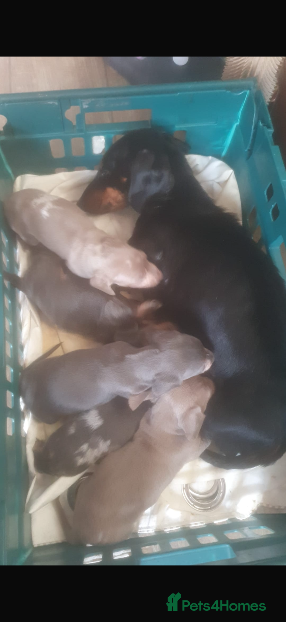 Miniature Dachshund dogs 5 lovely dach hound pups for sale  - Advert 1