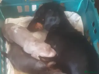 Miniature Dachshund dogs 5 lovely dach hound pups for sale - Advert 1