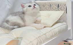 British Shorthair cats for sale: TICA REGISTERED CHAMPION LINES HUGE KITTEN 4 SALE! - Image 9