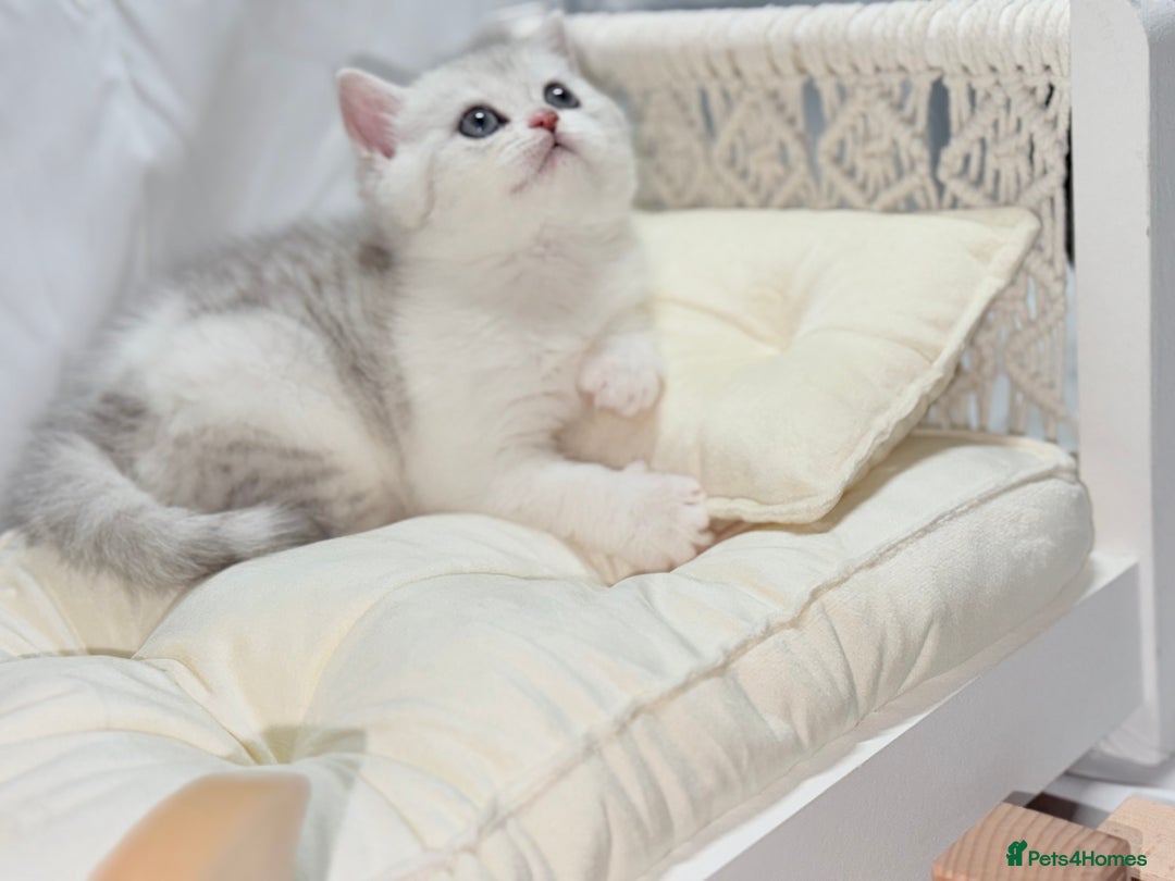 British Shorthair cats for sale: TICA REGISTERED CHAMPION LINES HUGE KITTEN 4 SALE! - Image 9