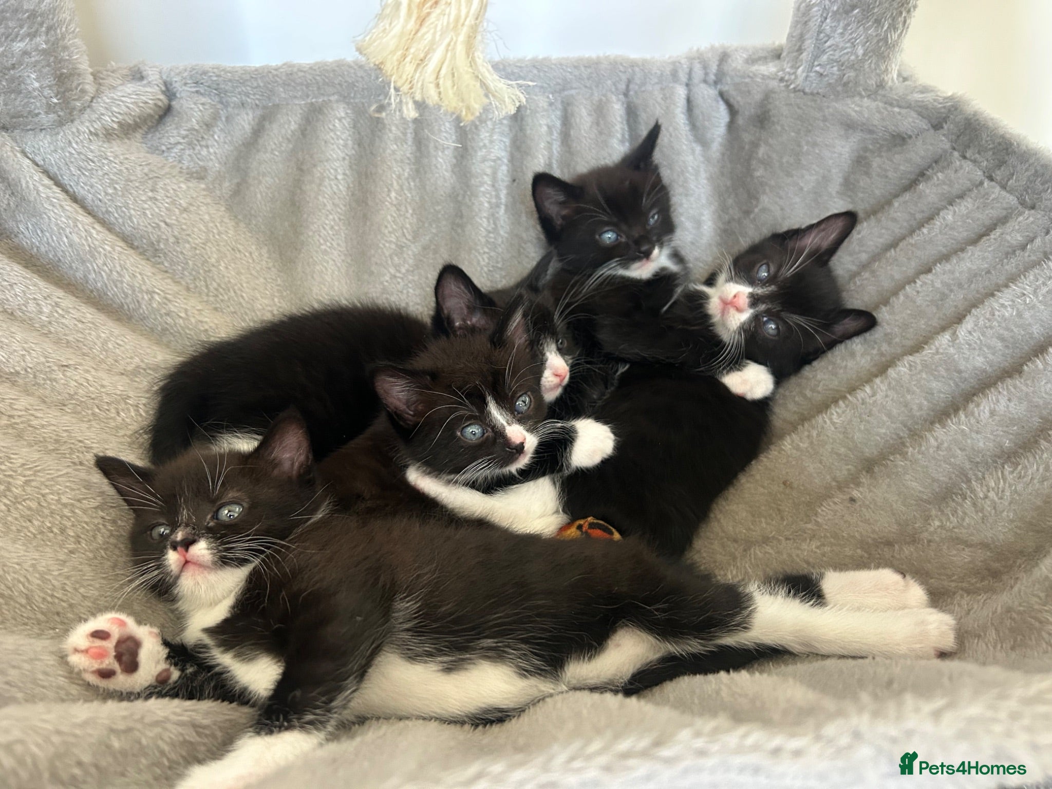 Mixed Breed cats 5 beautiful mixed black and white kittens  - Advert 3