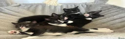Mixed Breed cats for sale: 5 beautiful mixed black and white kittens  in Wickford - Advert 1