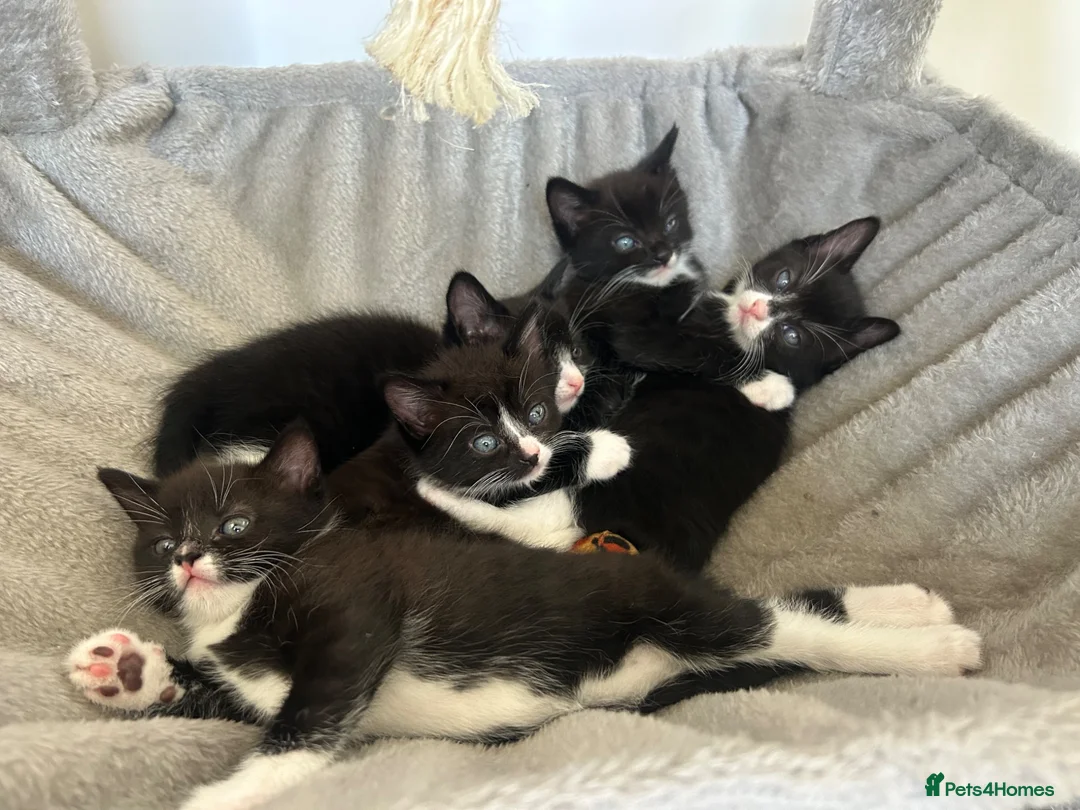 Mixed Breed cats for sale: 5 beautiful mixed black and white kittens  in Wickford - Advert 1