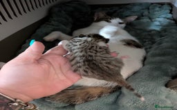 Mixed Breed cats for sale: 4 stunning kittens  - Image 4