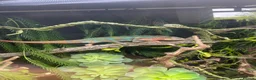 Chameleon reptiles for sale: Male adult panther chameleon in Otley - Advert 2