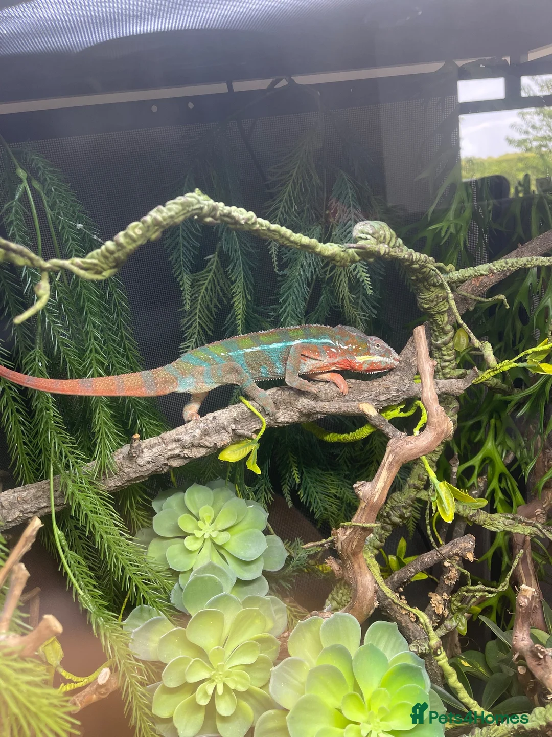 Chameleon reptiles for sale: Male adult panther chameleon in Otley - Advert 2