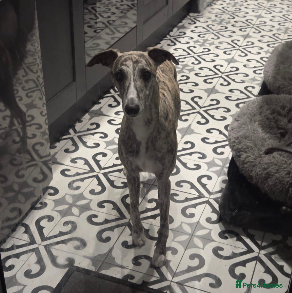 Whippet dogs KC registered brindle Whippets  - Advert 2