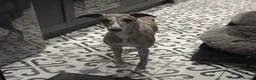 Whippet dogs for sale: KC registered brindle Whippets  - Advert 8