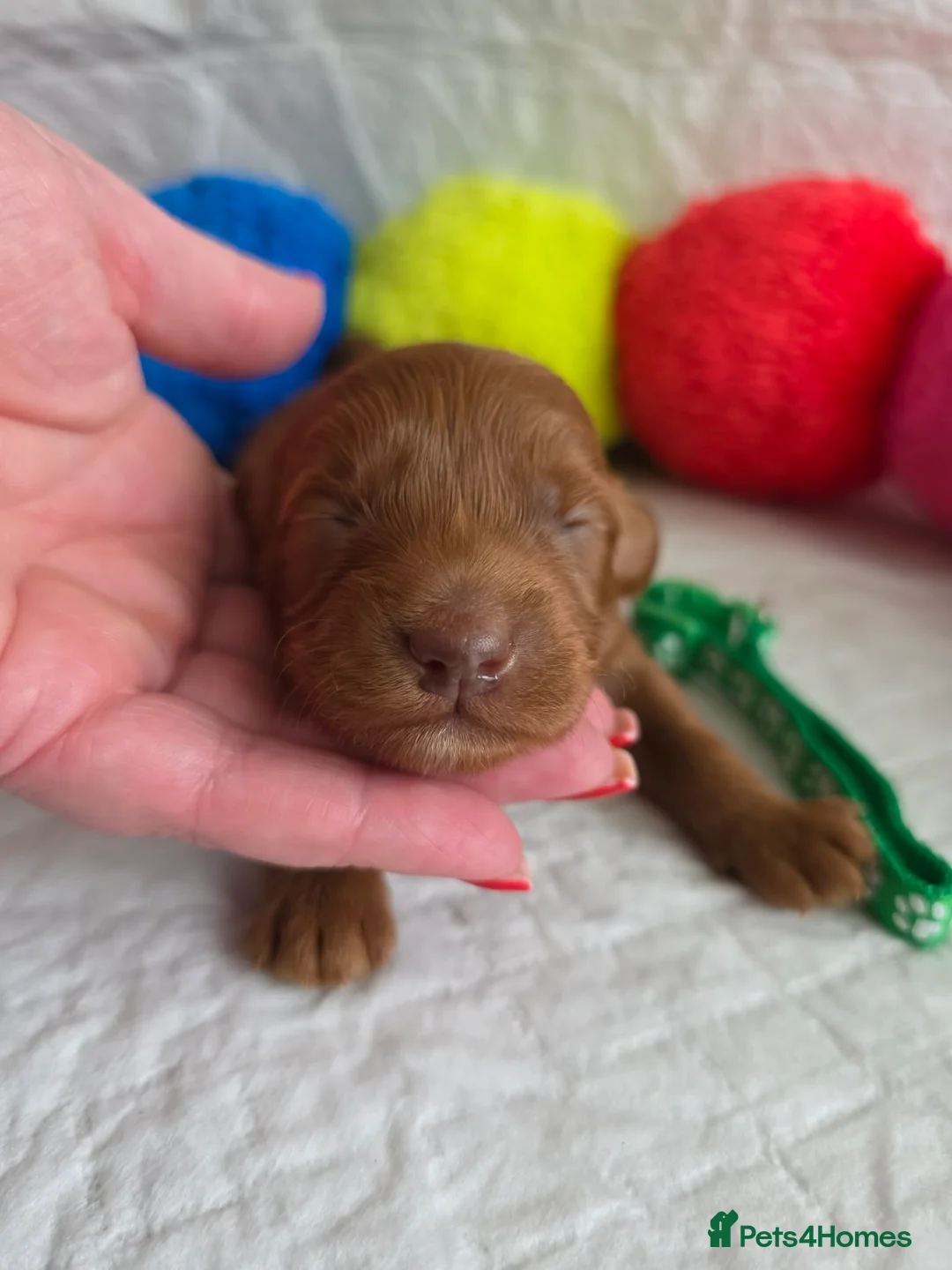 Australian Labradoodle dogs for sale:  👑 Multigen Toy Bred Australian Double Doodles 👑 - Advert 12