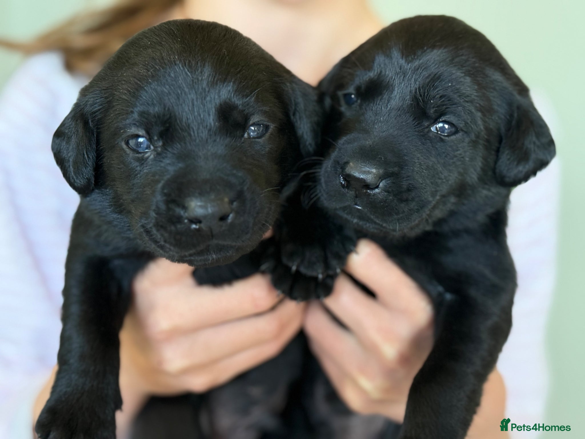 Labrador Retriever dogs KC registered Black Labrador puppies  - Advert 13
