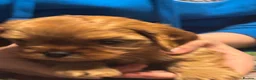 Cavapoo dogs for sale: 5 stunning cavapoo puppies - Advert 4