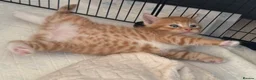 Maine Coon cats for sale: TORTOISESHELL MAINE COON X KITTENS - Advert 26