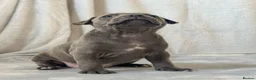 Staffordshire Bull Terrier dogs for sale: Stunning Staffordshire Bull Terriers! - Advert 2