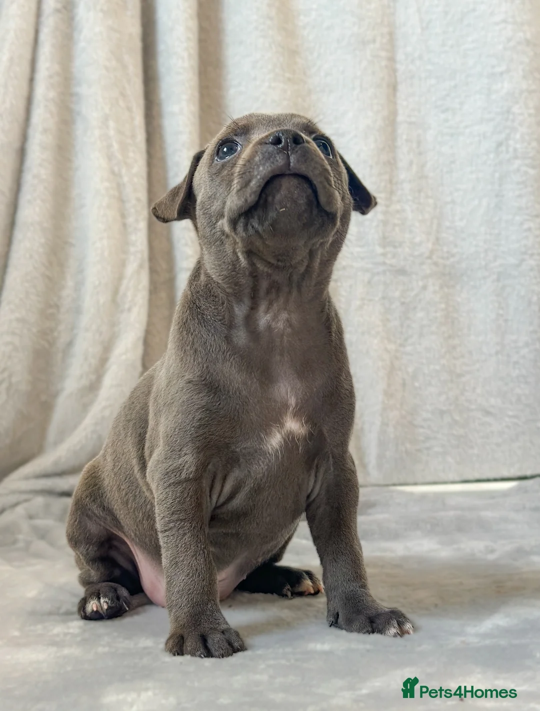 Staffordshire Bull Terrier dogs for sale: Stunning Staffordshire Bull Terriers! - Advert 2