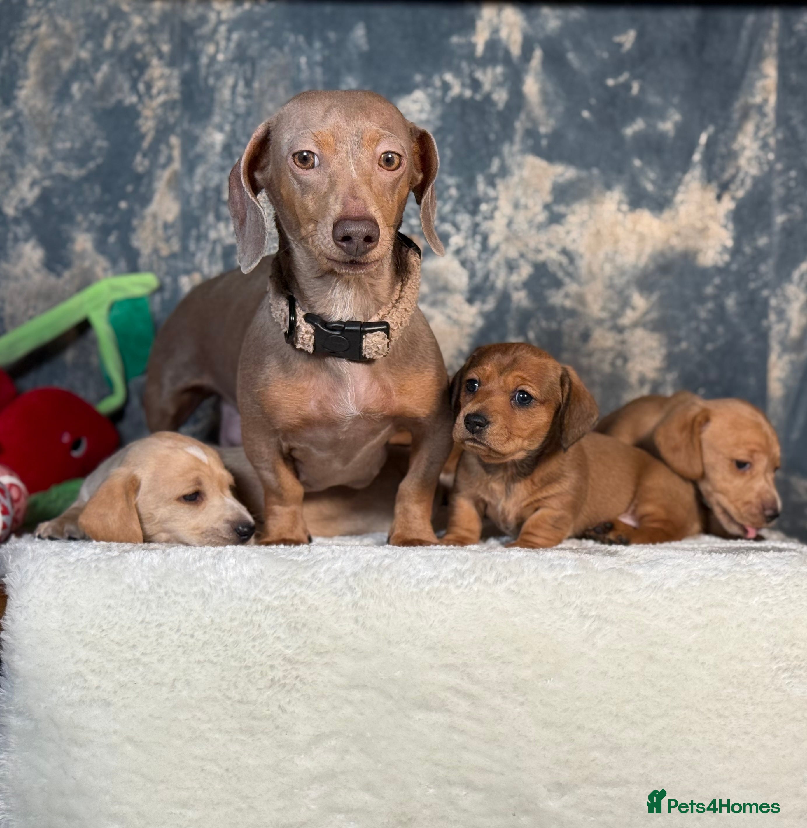 Miniature Dachshund dogs Miniature Dachshund Puppies🤎 - Advert 1