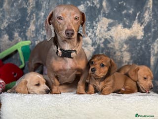 Miniature Dachshund dogs Miniature Dachshund Puppies🤎 - Advert 4