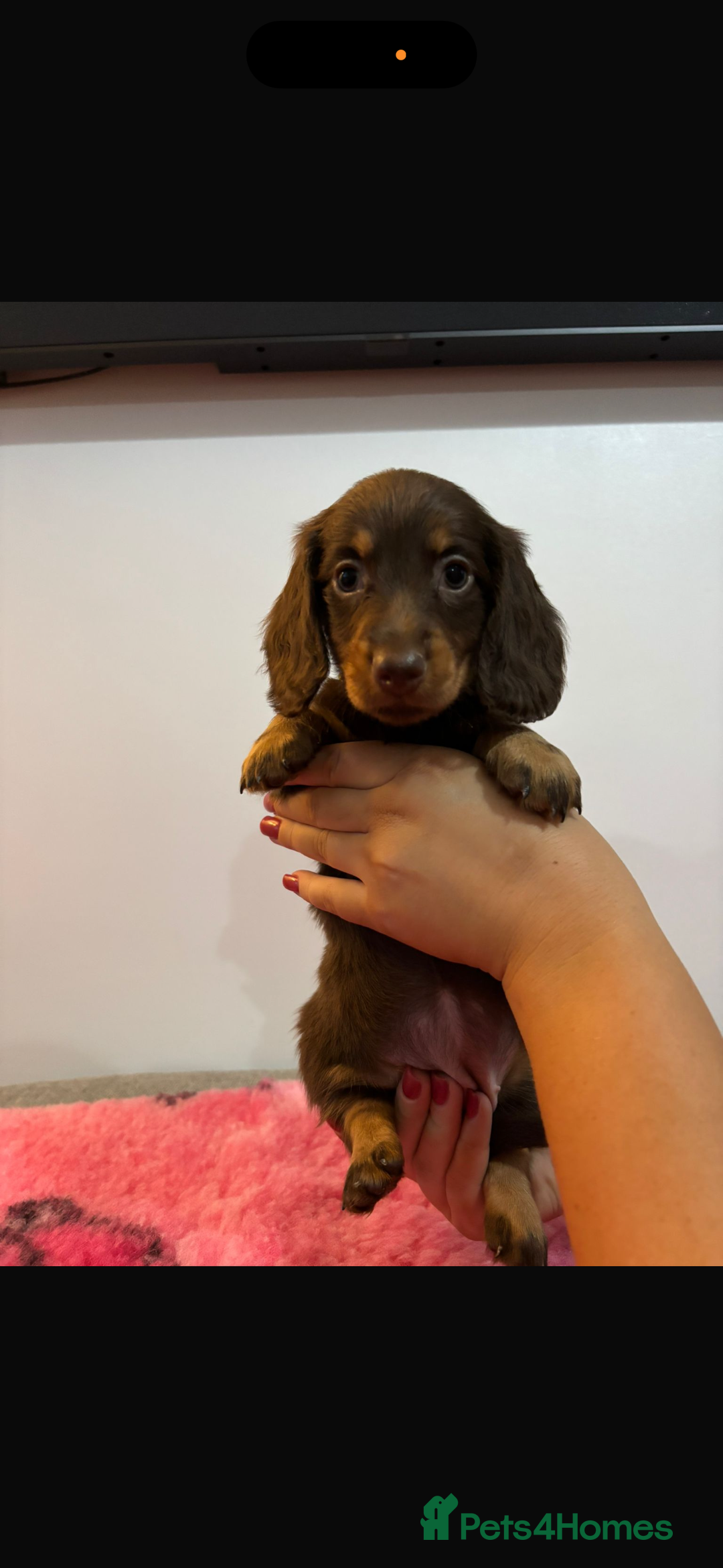 Miniature Dachshund dogs for sale: Kc registered miniature dachshunds - Advert 17