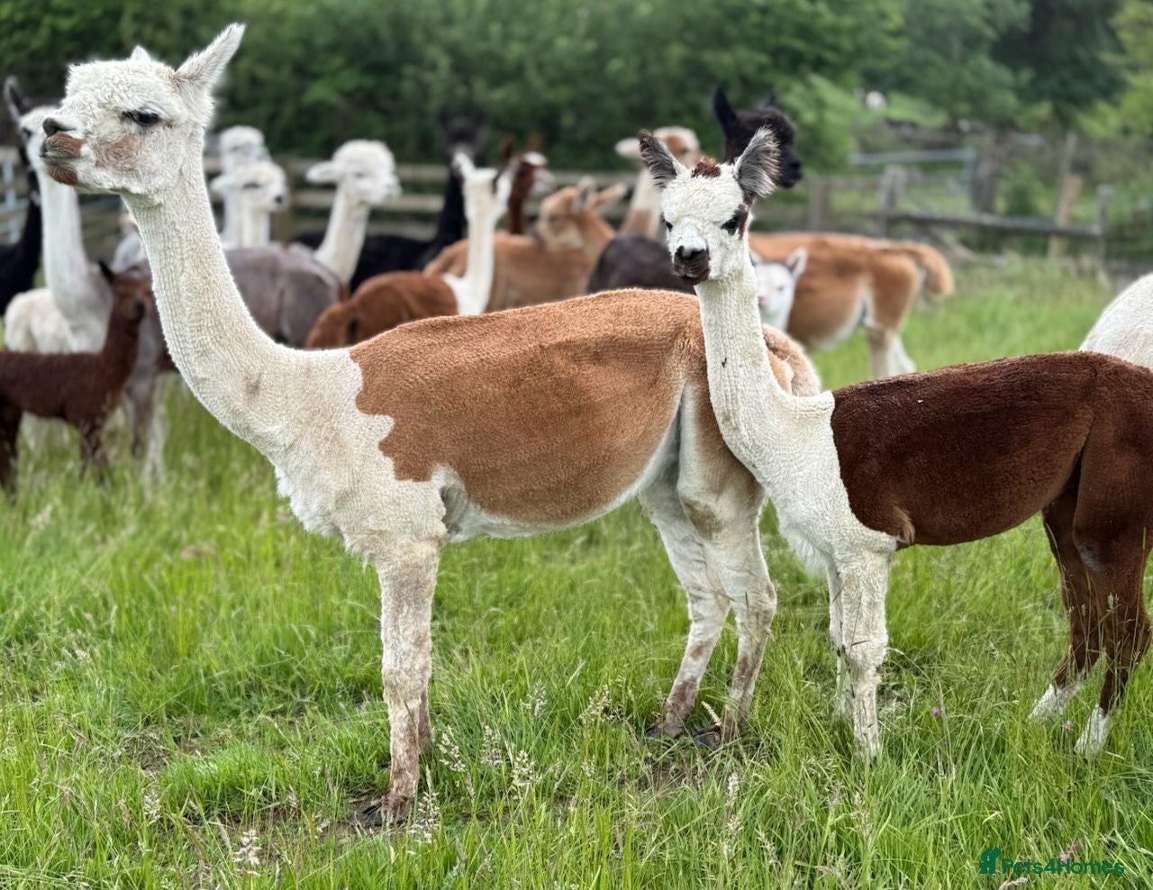 Alpaca livestock Beautiful group of coloured female alpaca and cria - Advert 2