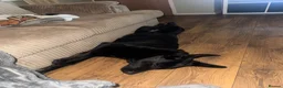 German Shepherd dogs for sale: 9 month old short haired gsd - Advert 3