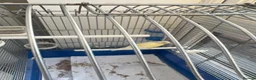Canaries birds for sale: Canary and full cage set up in Watford - Advert 4