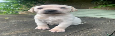 Labrador Retriever 5
