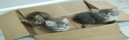 Mixed Breed cats for sale: Beautiful kittens in Bury Saint Edmunds - Advert 6