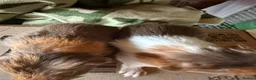 Guinea Pig rodents for sale: Baby guinea pigs. Also young sows  - Advert 11
