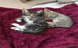 Mixed Breed cats for sale: KITTENS FOR SALE -READY TO LEAVE ON THE 5th 200£ - Image 4
