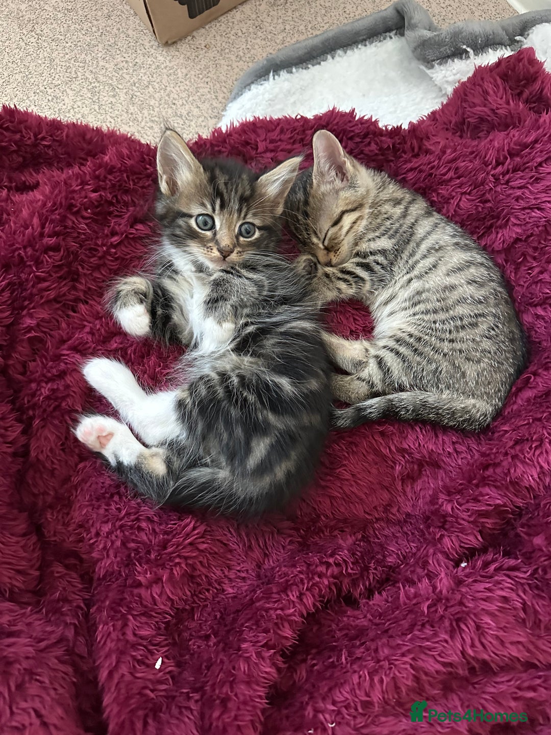 Mixed Breed cats for sale: KITTENS FOR SALE -READY TO LEAVE ON THE 5th 200£ - Image 4