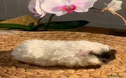 Guinea Pig rodents for sale: Beautiful Texel Guinea Pig babies HP18 - Image 6