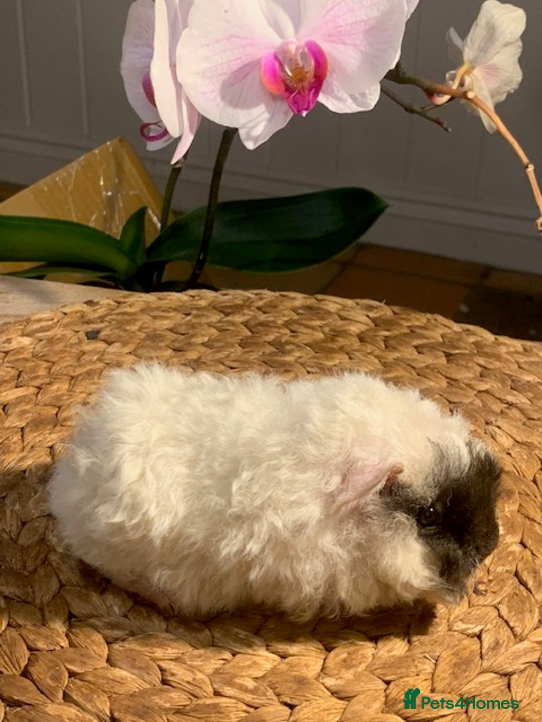 Guinea Pig rodents for sale: Beautiful Texel Guinea Pig babies HP18 - Image 6