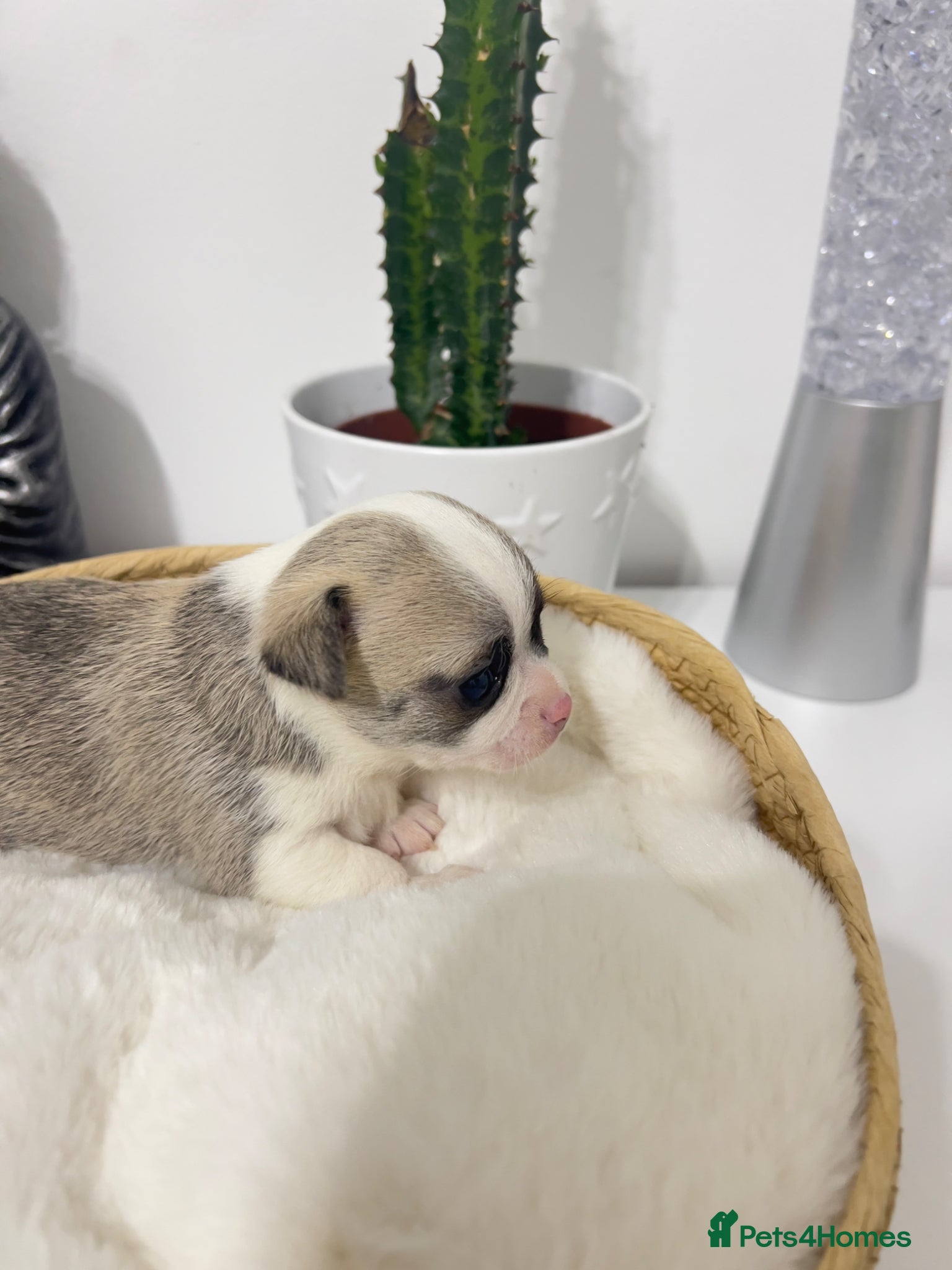 Chihuahua dogs Chihuahua puppies for sale 🐶💙 - Advert 2