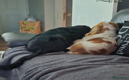 Cocker Spaniel dogs for sale: 6 mth old black & tan Cocker spaniel girl - Image 8