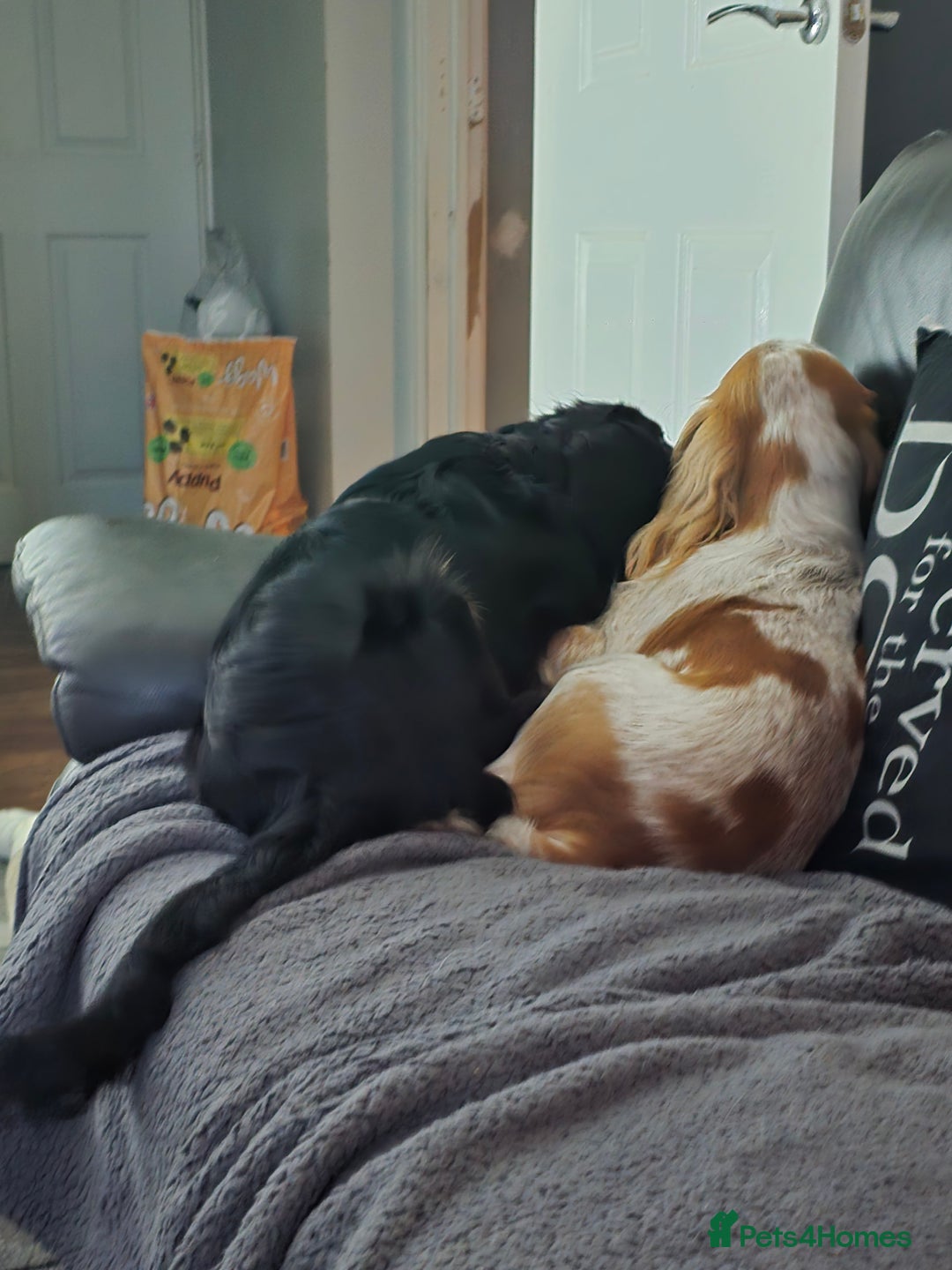 Cocker Spaniel dogs for sale: 6 mth old black & tan Cocker spaniel girl - Image 8