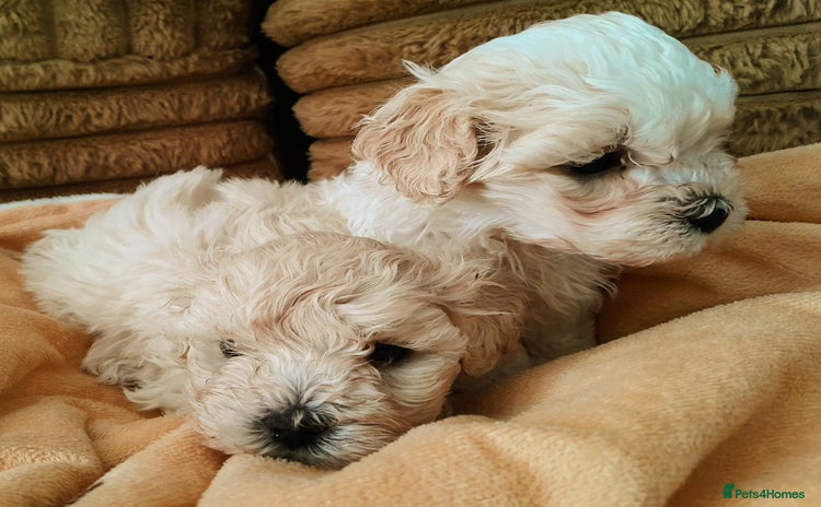 Maltipoo dogs F1 HEALTH TESTED TOY SIZE MALTIPOO PUPPIES  - Advert 4