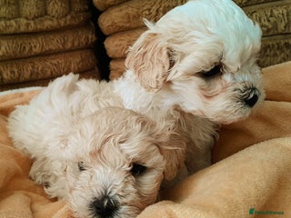 Maltipoo dogs F1 HEALTH TESTED FLUFFY TOY MALTIPOO PUPPIES - Advert 6