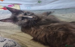 Maine Coon cats for sale: 3 gorgeous maincoon babies  - Image 2