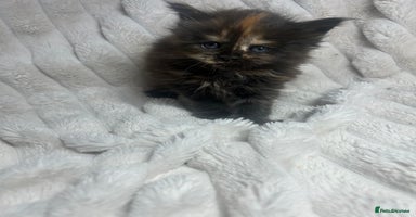 Maine Coon cats - Advert 1