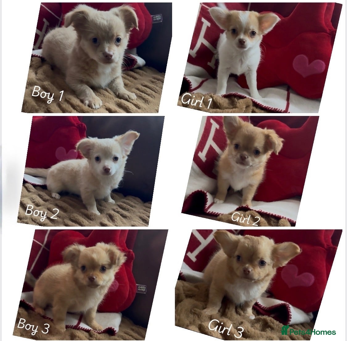 Chihuahua dogs Chihuahua puppies 🐶  - Advert 2
