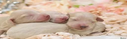 Miniature Dachshund dogs for sale: KC Cream Longhair Miniature Dachshund Puppies in Wisbech - Advert 7