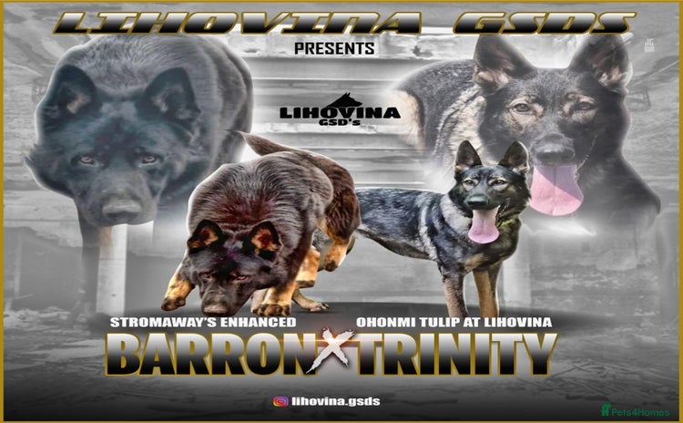 German Shepherd dogs - Advert 1