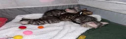 Bengal cats for sale: Bengal Kittens-Beautiful Rosettes – Family Raised - Advert 7